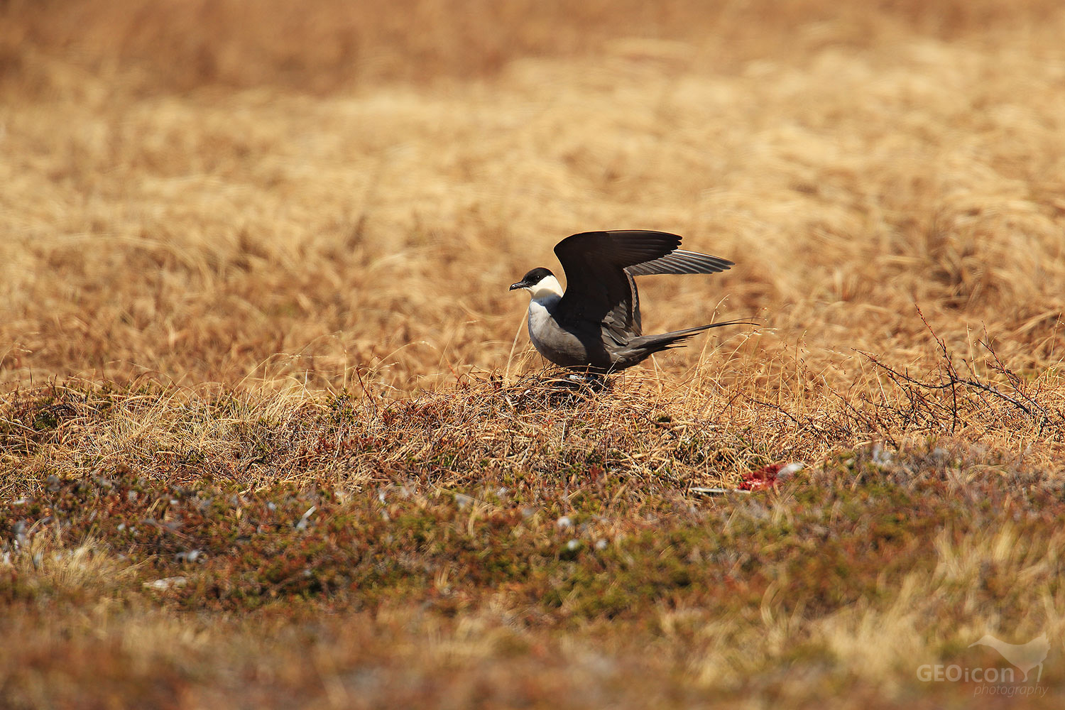 Long tailed skua / chaluha příživná (Stercorarius longicaudus)
