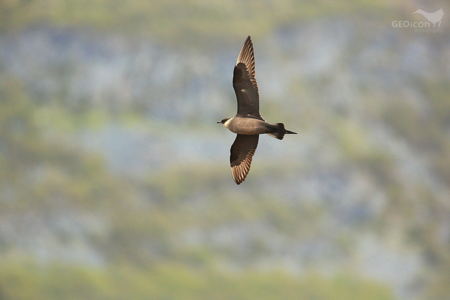 Parasitic skua / chaluha příživná (Stercorarius parasiticus)
