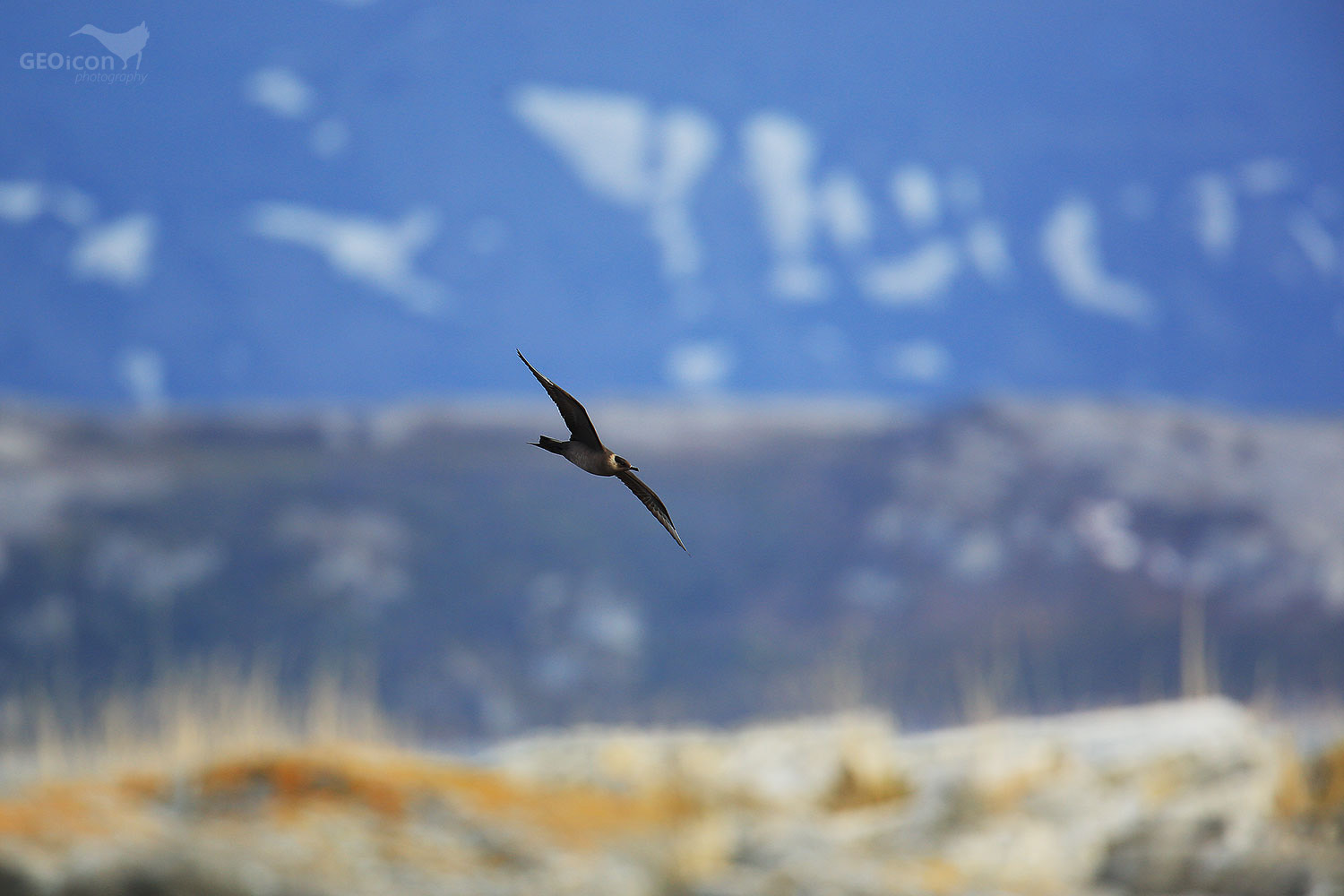 Parasitic skua / chaluha příživná (Stercorarius parasiticus)
