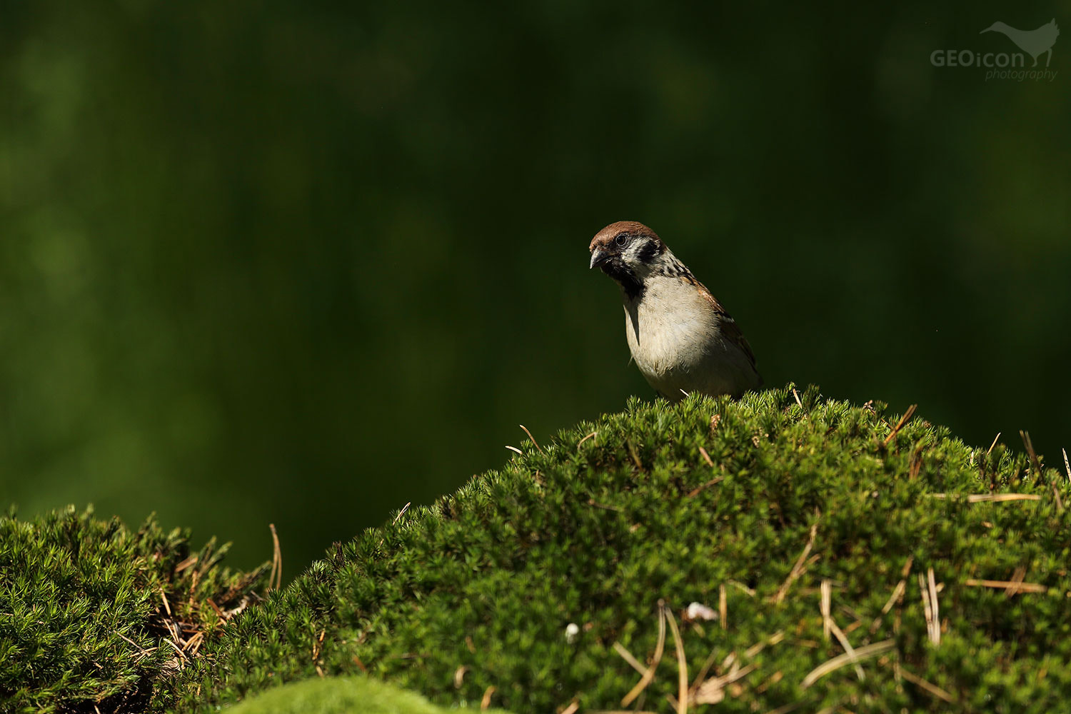 Tree sparrow / vrabec polní (Passer montanus)