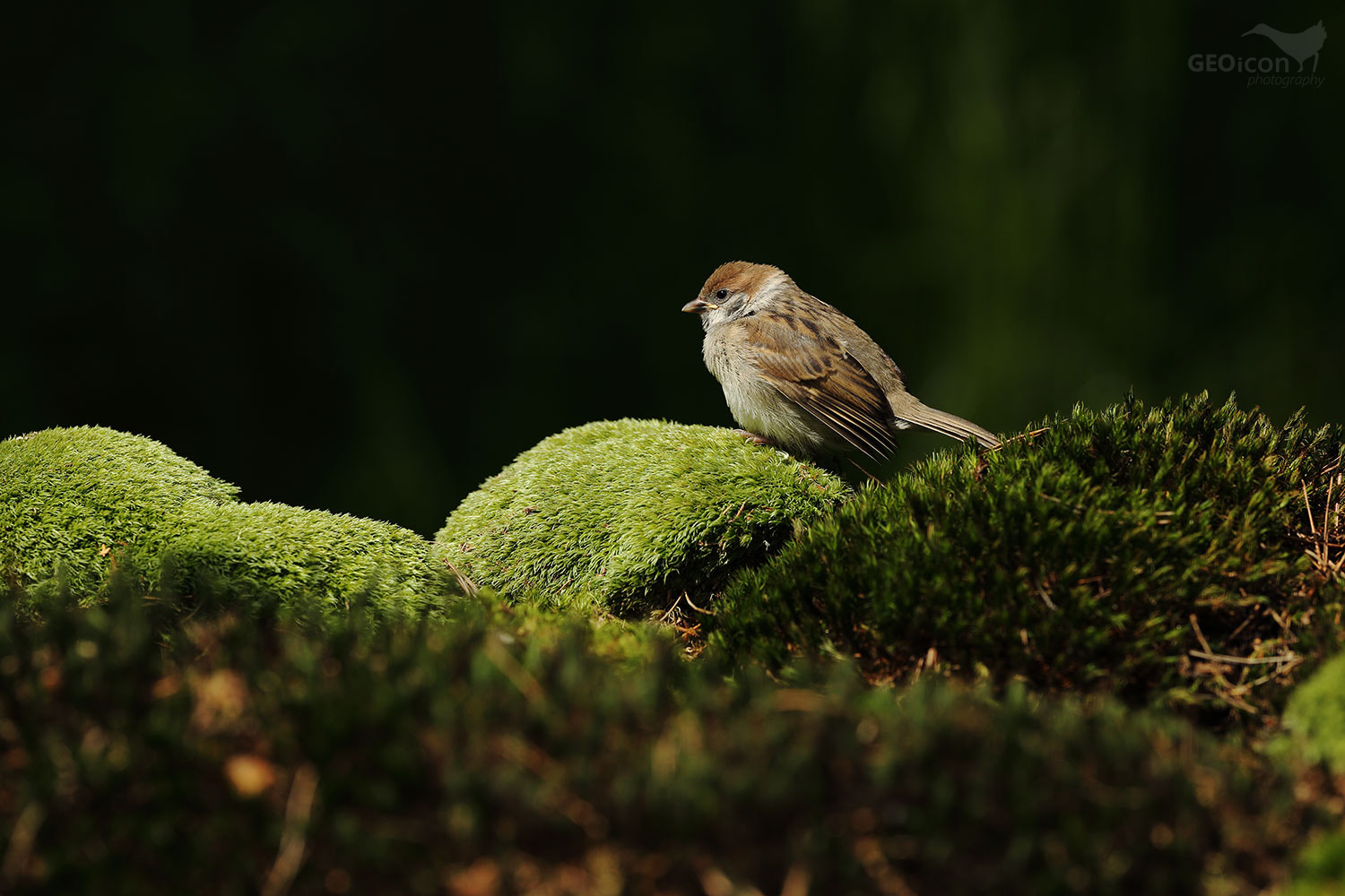 Tree sparrow / vrabec polní (Passer montanus)