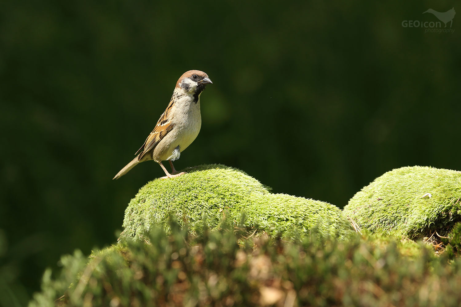 Tree sparrow / vrabec polní (Passer montanus)
