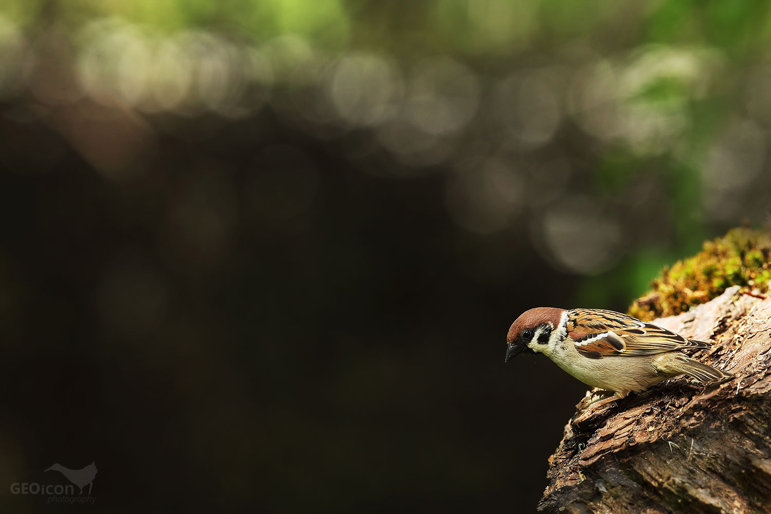 Tree sparrow / vrabec polní (Passer montanus)