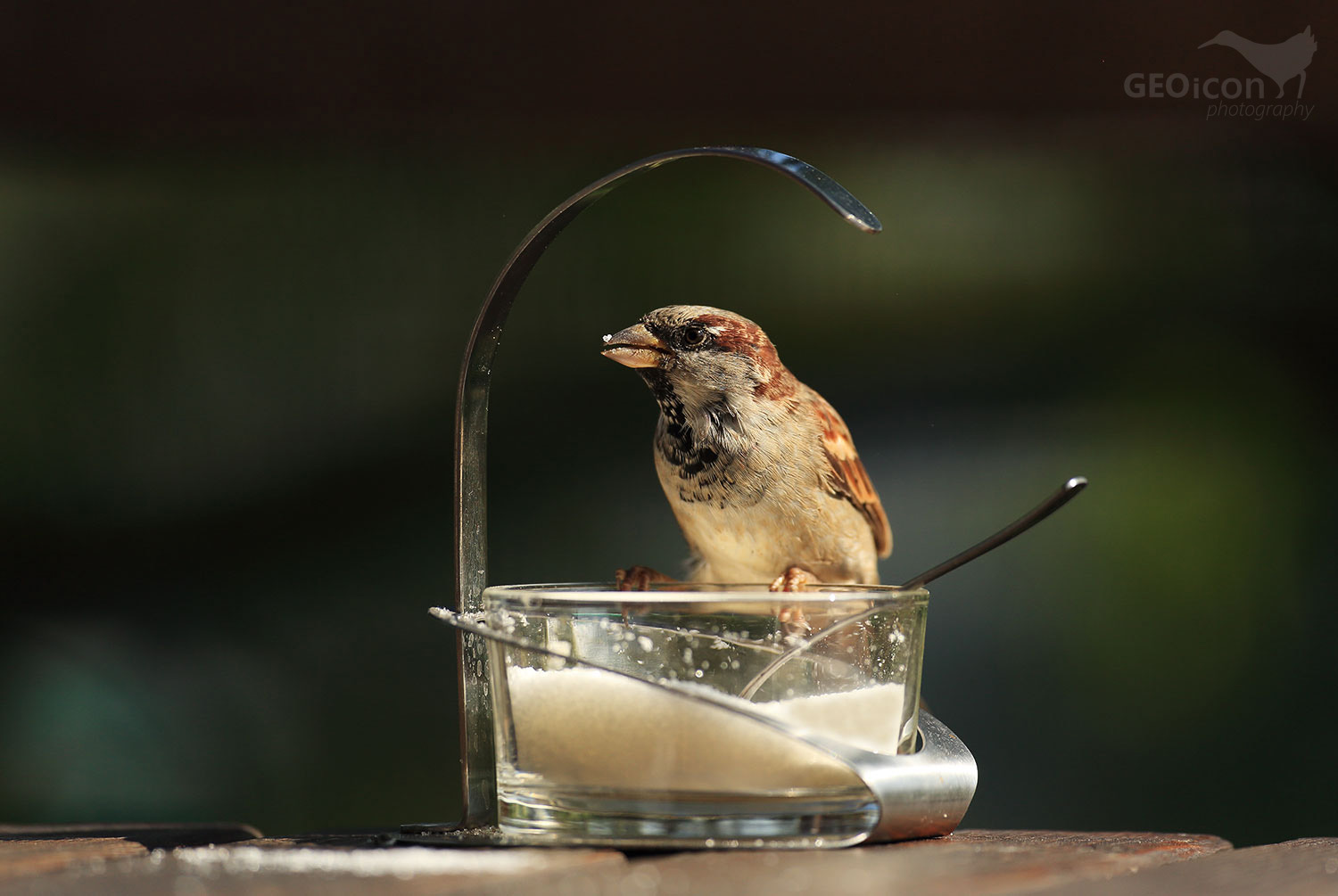 House sparrow / vrabec domácí (Passer domesticus)