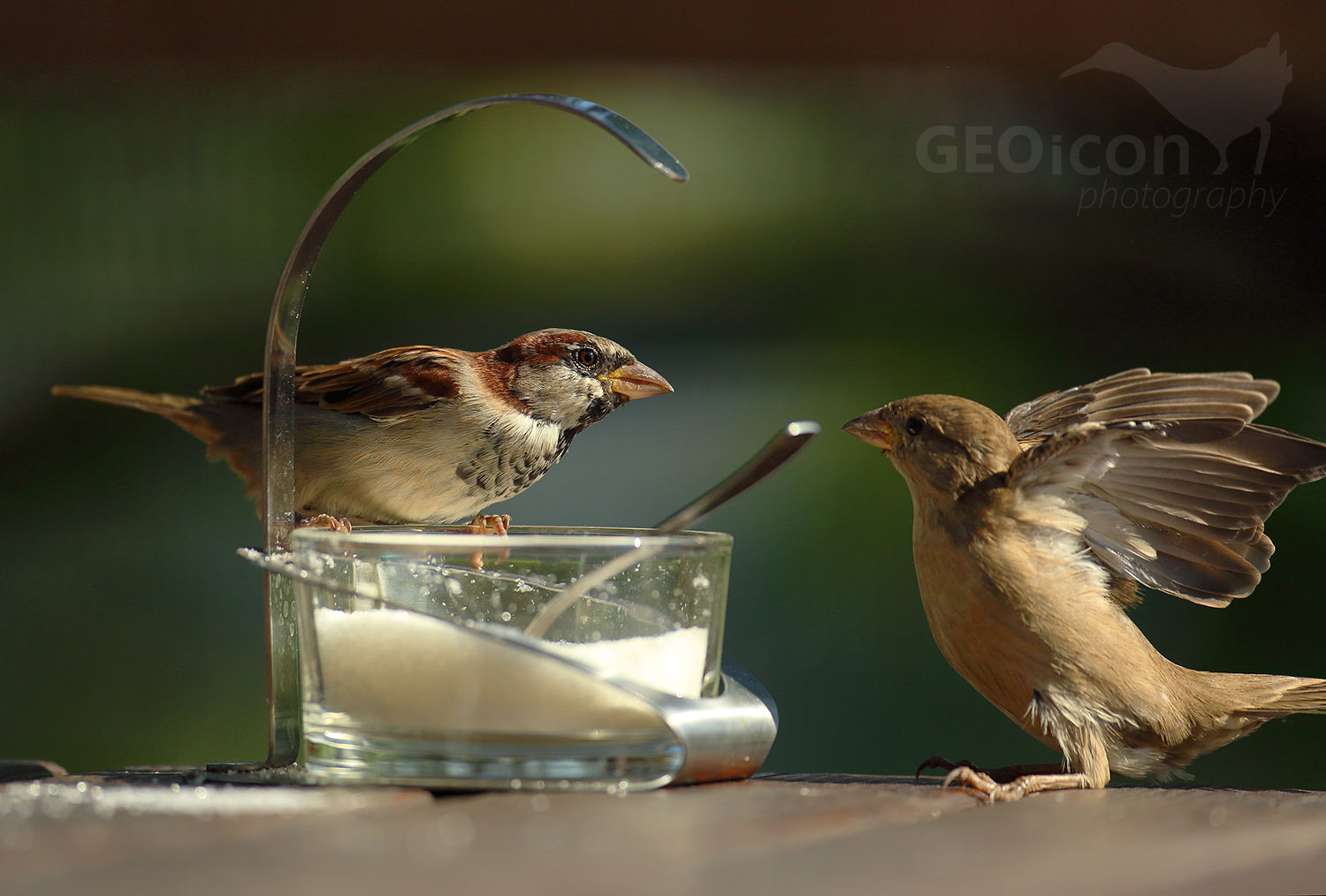 House sparrow / vrabec domácí (Passer domesticus)
