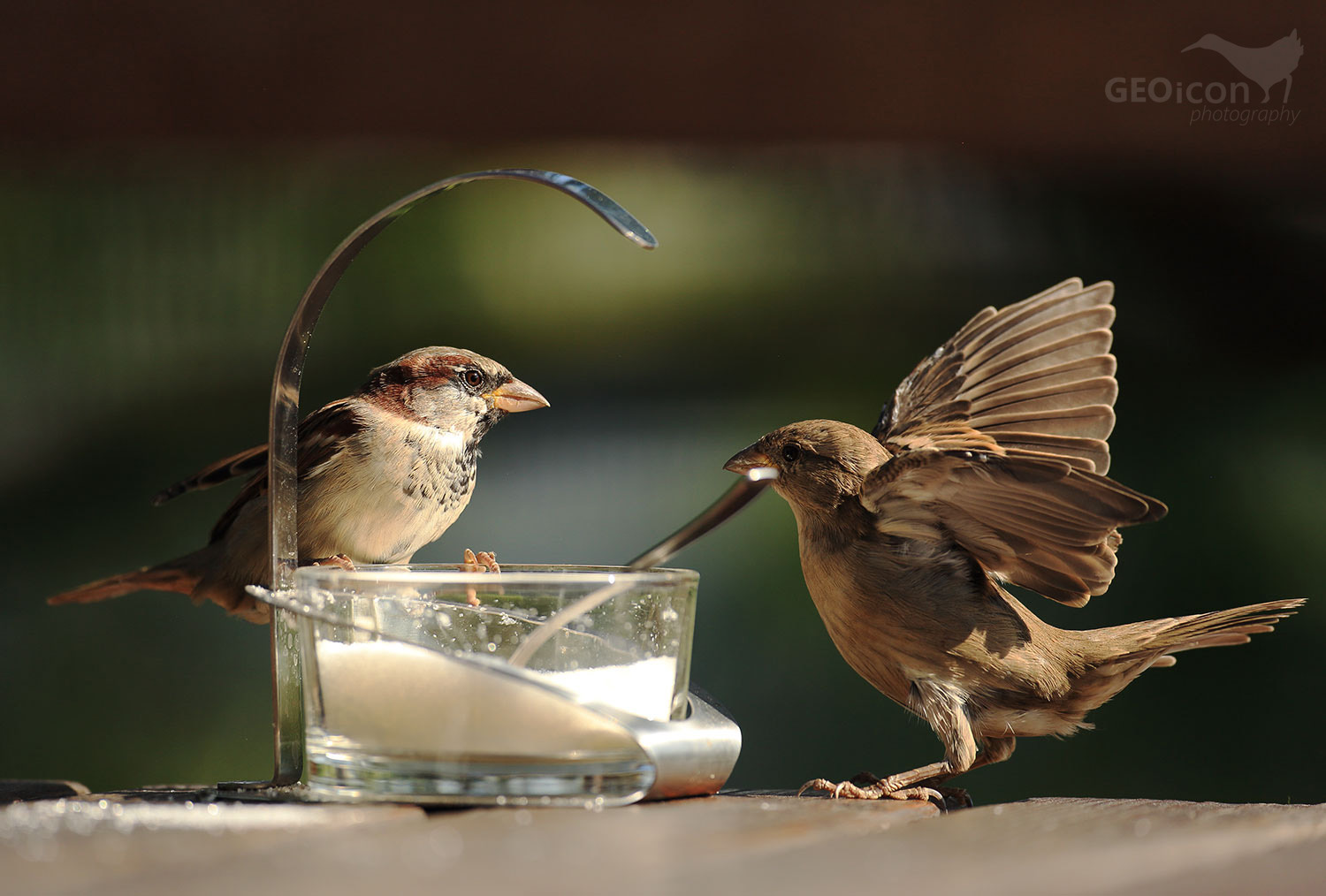 House sparrow / vrabec domácí (Passer domesticus)
