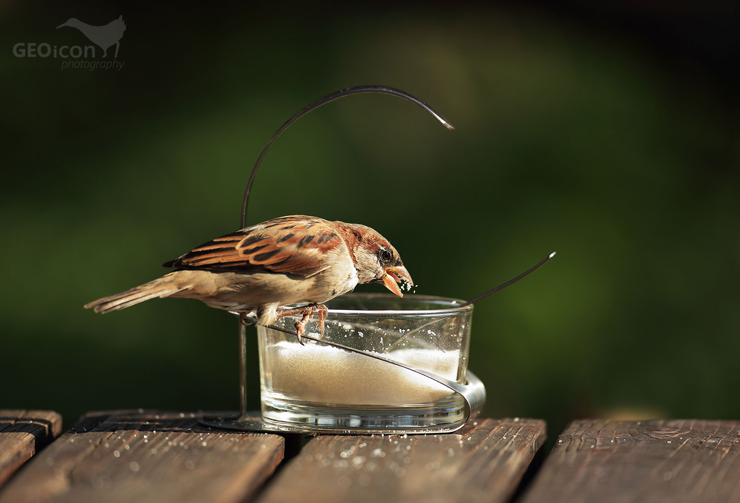 House sparrow / vrabec domácí (Passer domesticus)