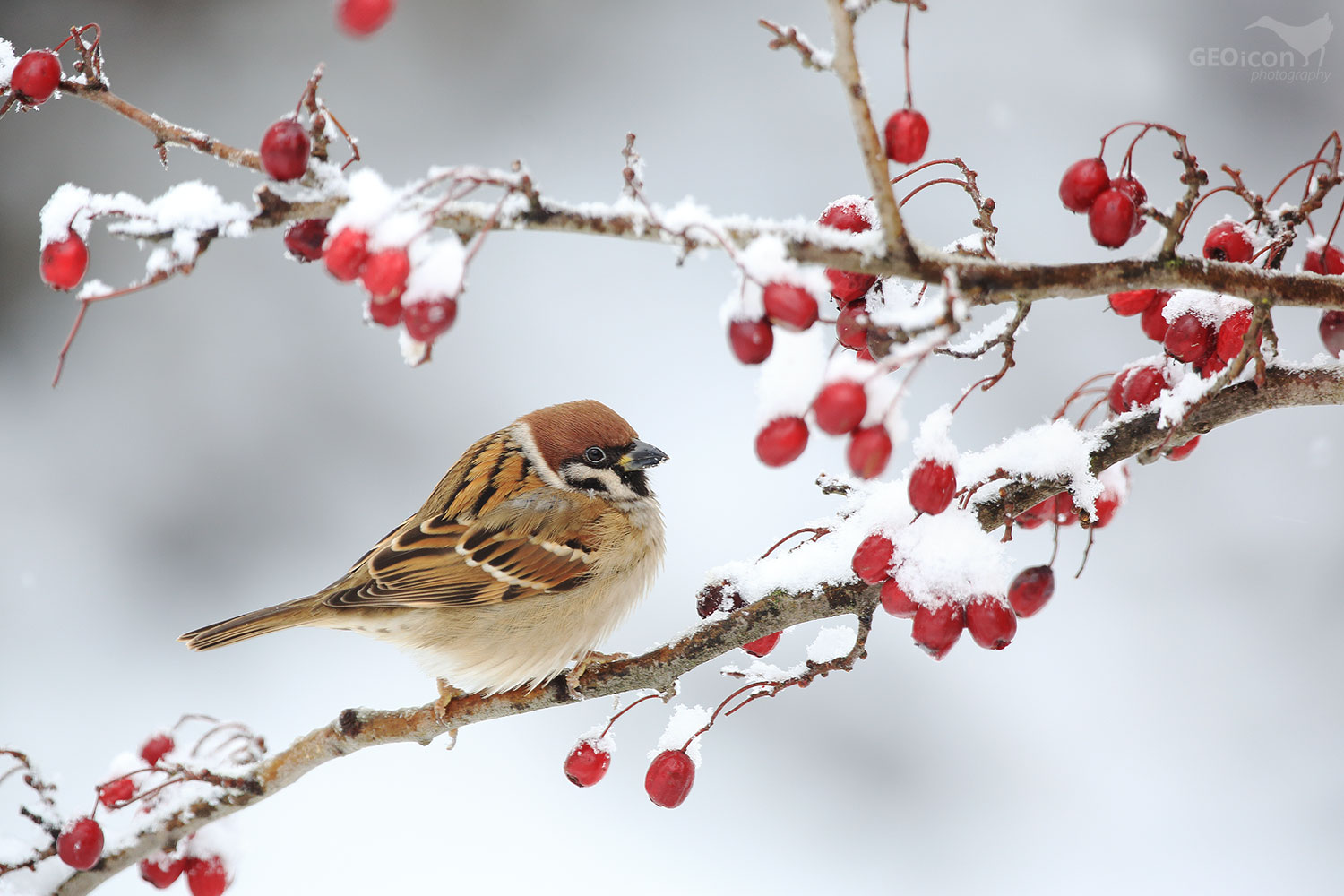Tree sparrow / vrabec polní (Passer montanus)