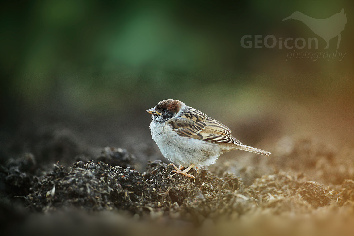 Tree sparrow / vrabec polní (Passer montanus)