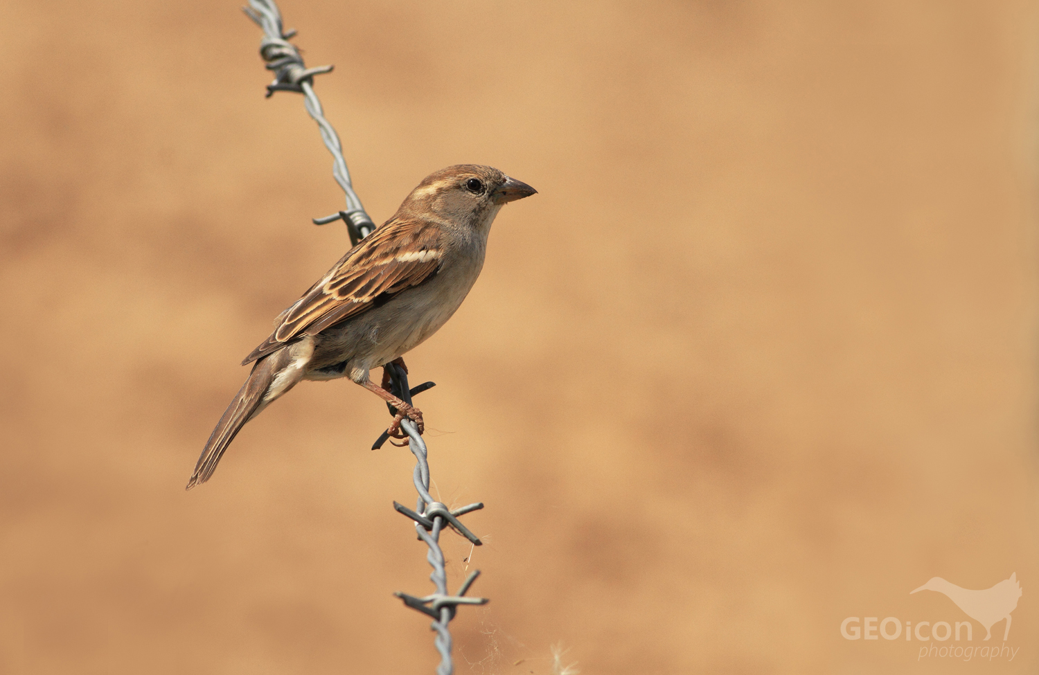 House sparrow / vrabec domácí (Passer domesticus)