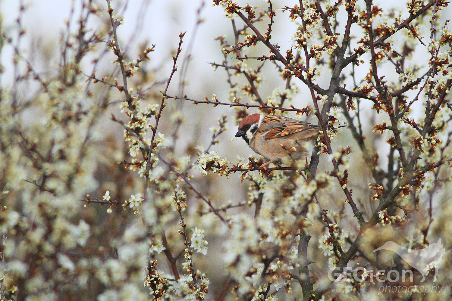 Tree sparrow / vrabec polní (Passer montanus)
