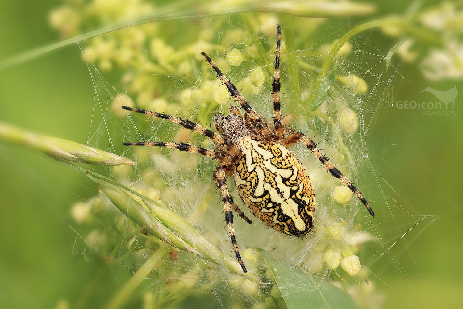 Oak spider / křižák skvostný (Aculepeira ceropegia)