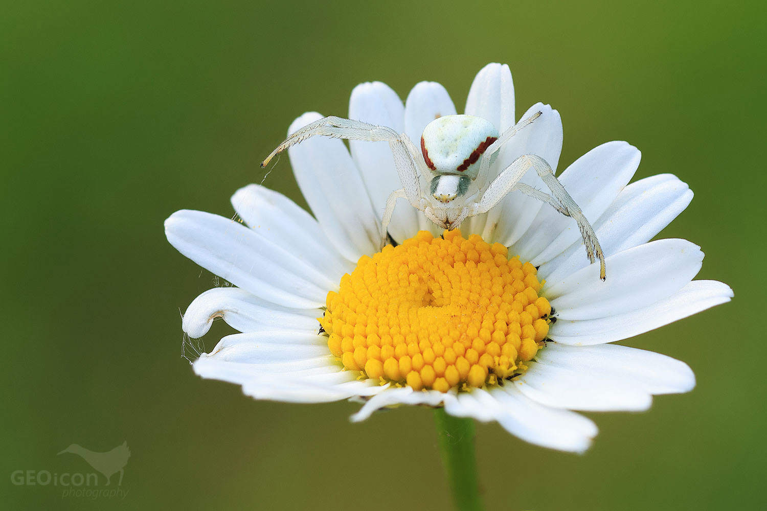 Goldenrod crab spider / běžník kopretinový (Misumena vatia)
