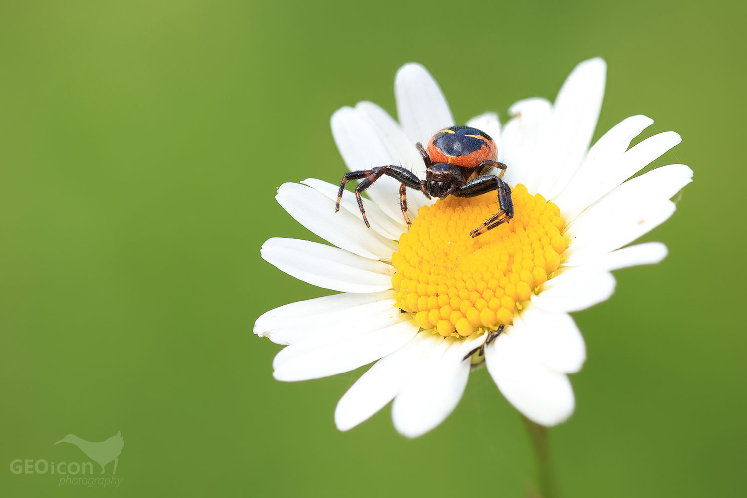 Napoleon spider / Běžník skvostný (Synema globosum)