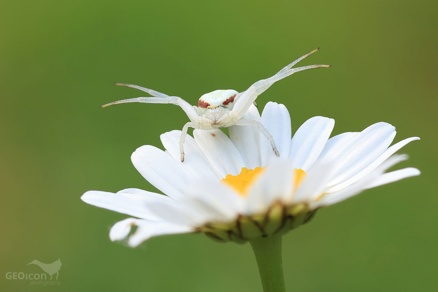 Goldenrod crab spider / běžník kopretinový (Misumena vatia)