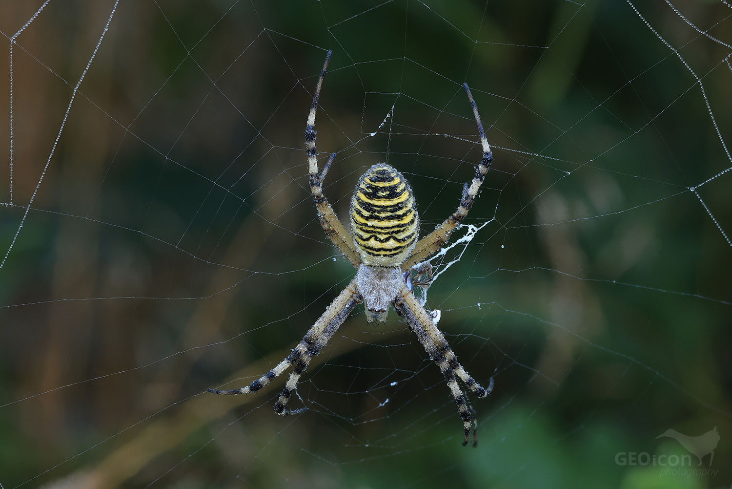 Wasp spider / křižák pruhovaný (Argiope bruennichi)