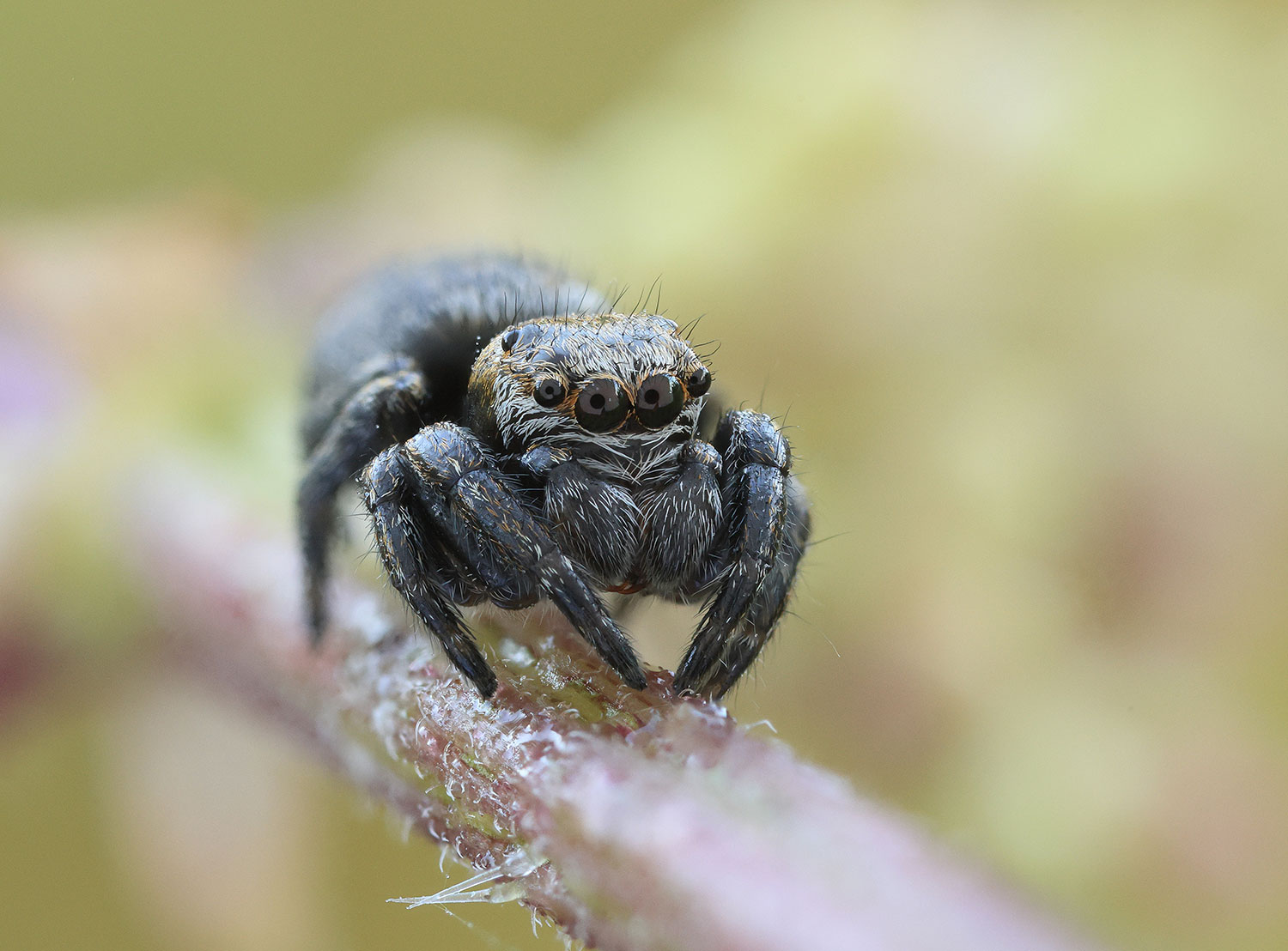 Jump spider / skákavka spp. (Salticidae)