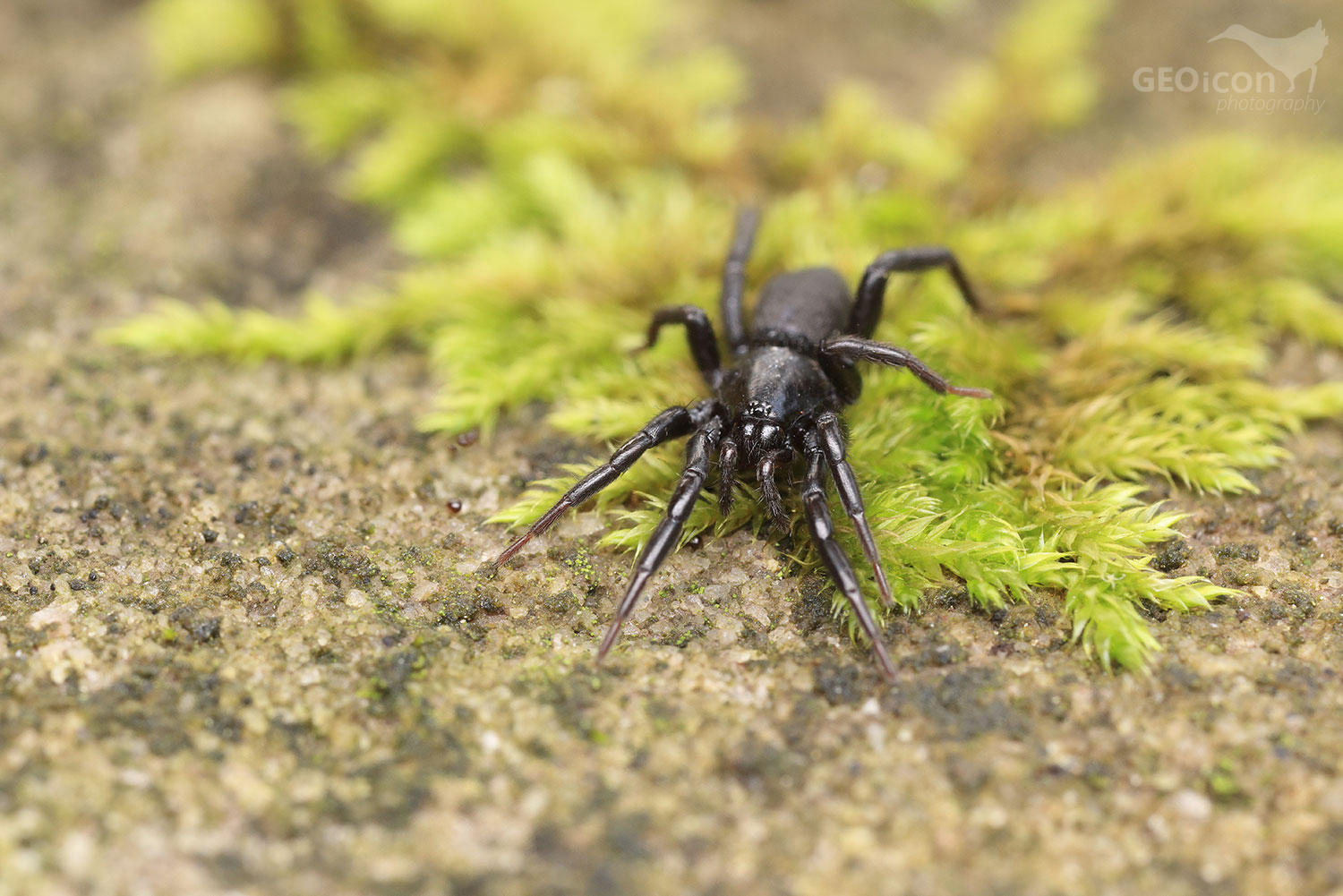 Scotophaeus scutulatus - skálovka domácí