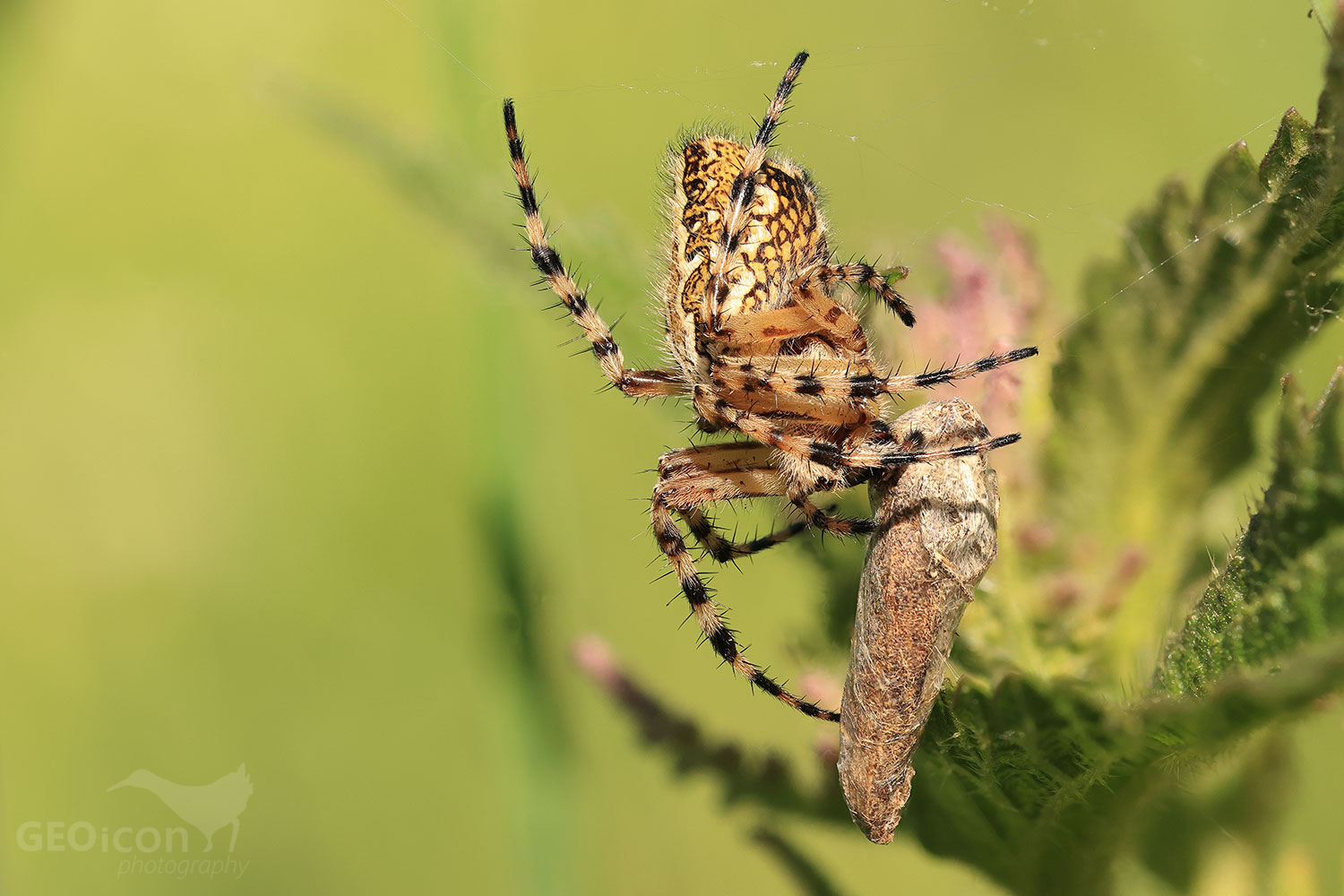 Oak spider / křižák skvostný (Aculepeira ceropegia)