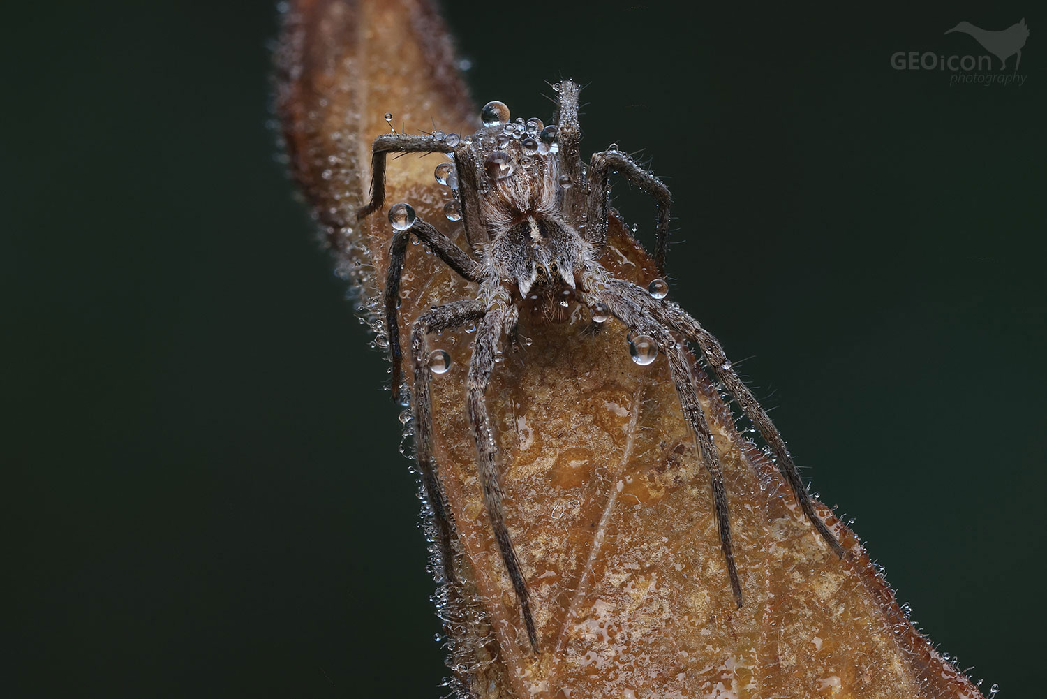 Lycosidae - slíďák sp.