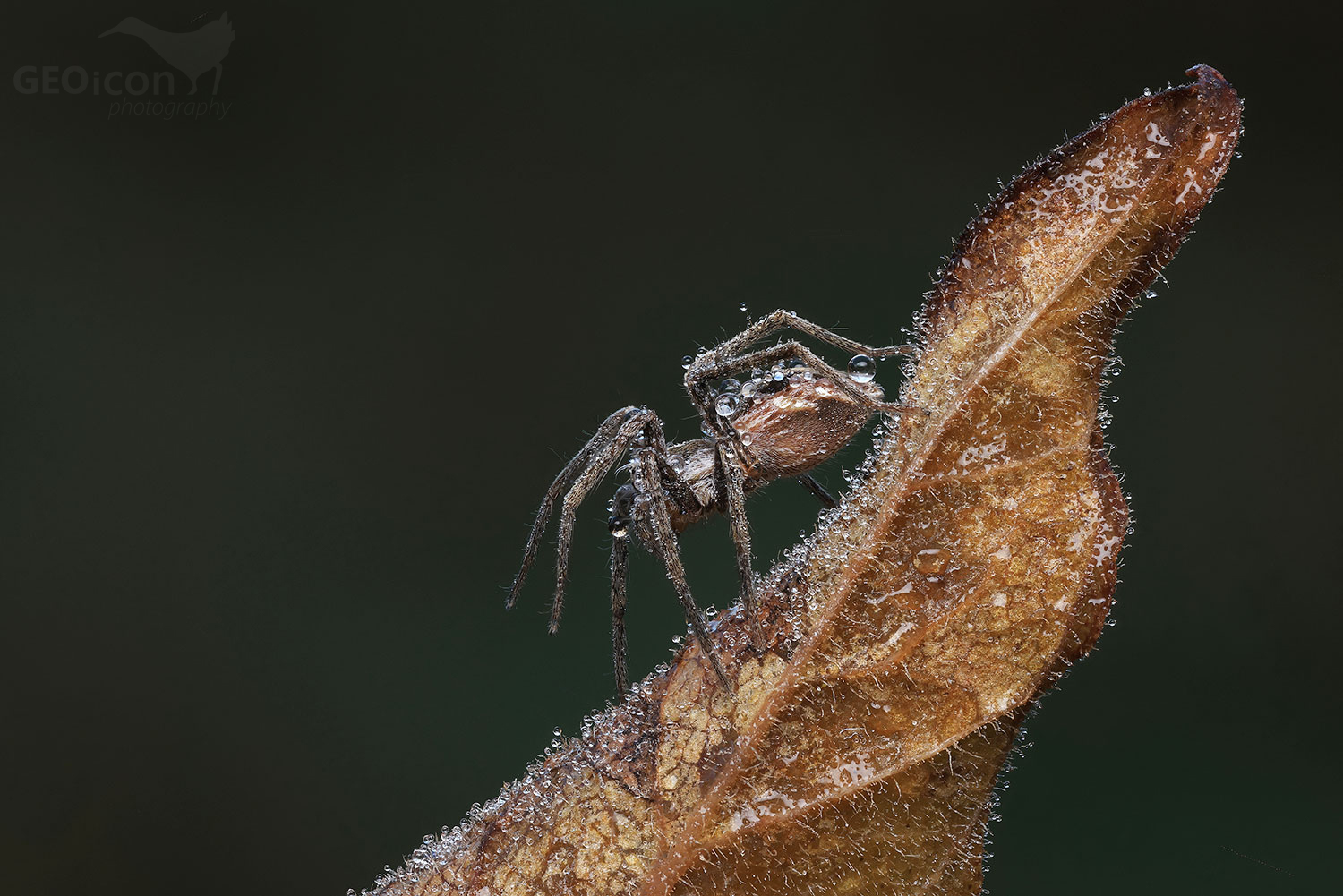 Lycosidae - slíďák sp.