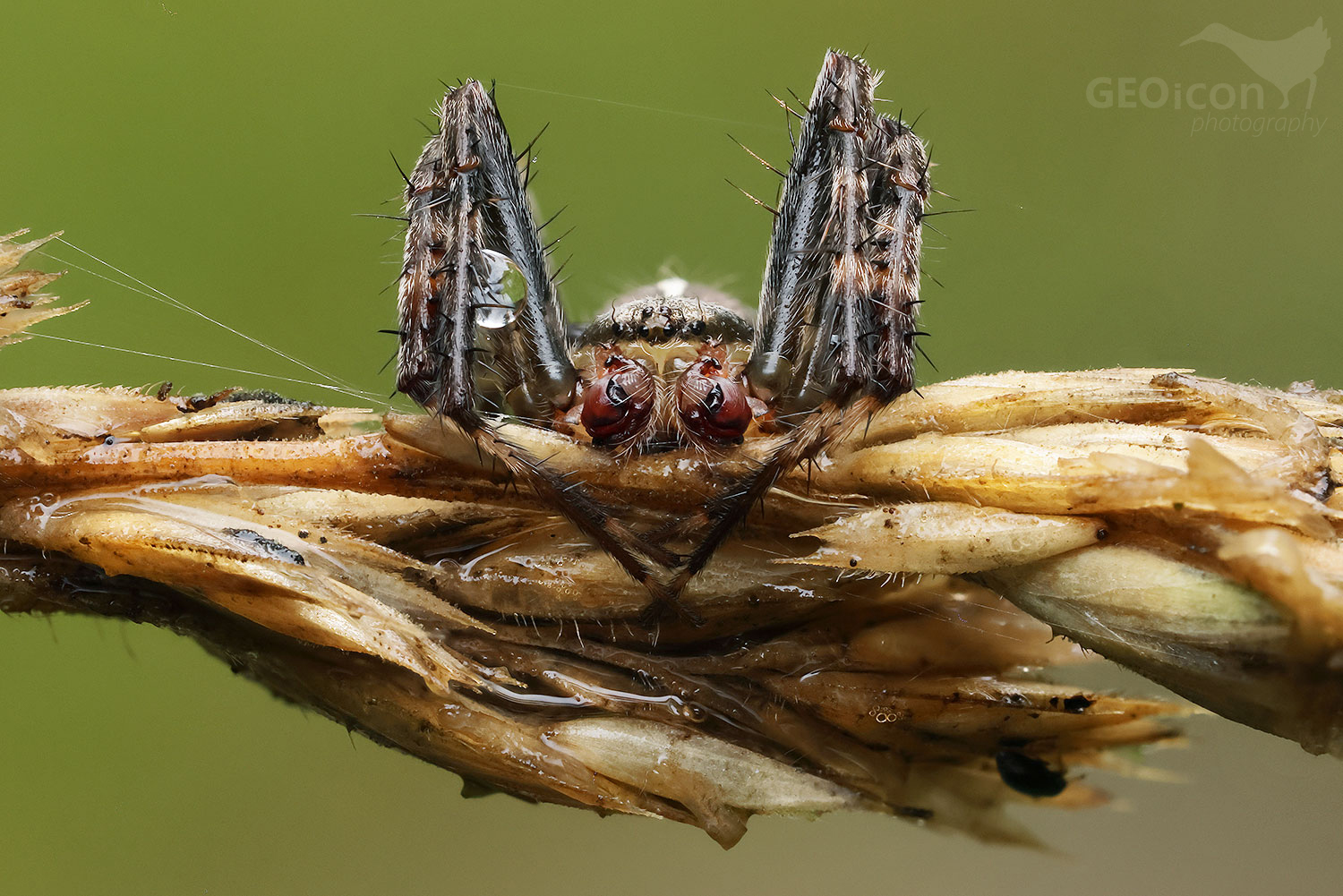 Araneus diadematus / křižák obecný