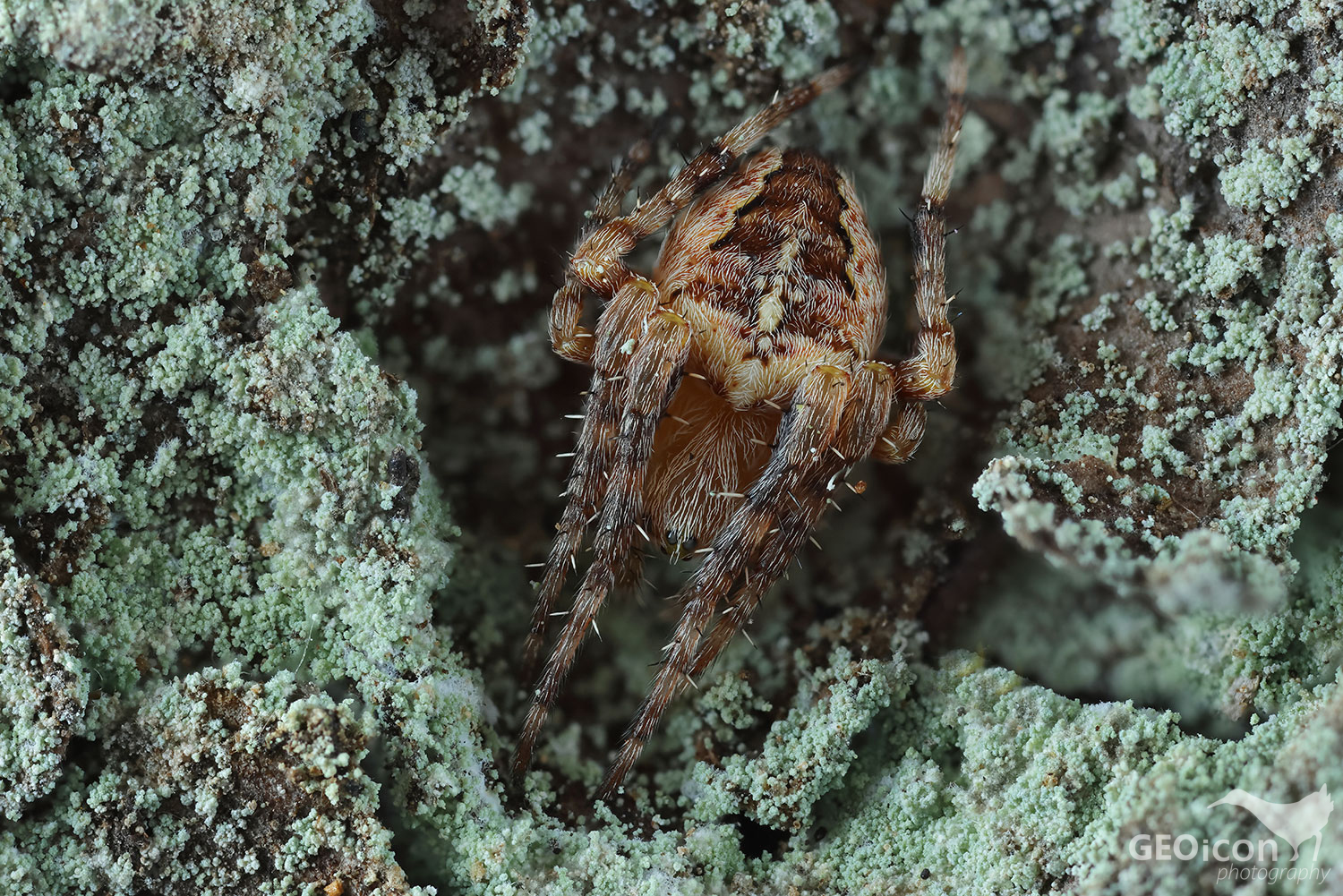 Araneus diadematus / křižák obecný