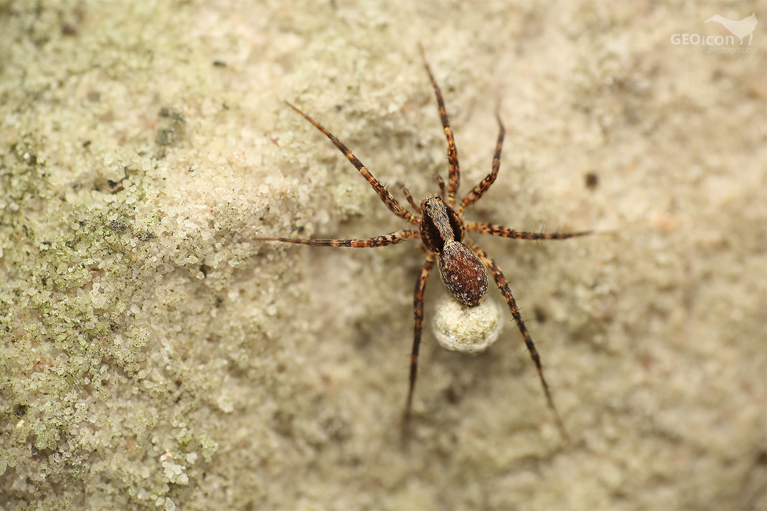 Wolf spider / slíďák borový (Alopecosa aculeata)