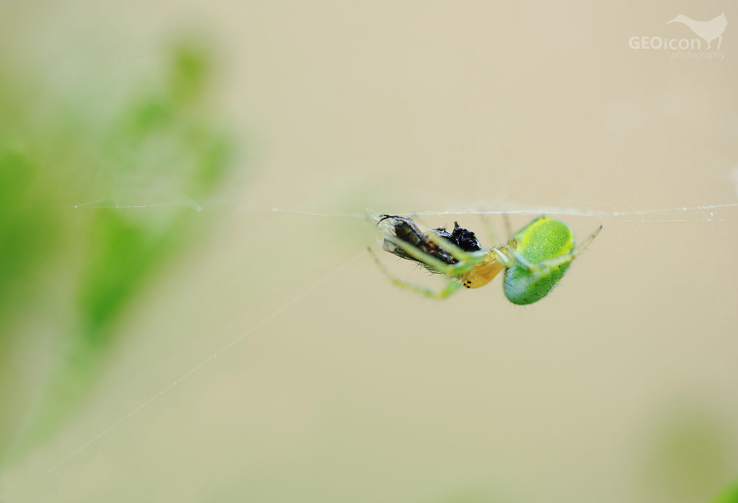 Cucumber green spider / křižák zelený (Aranielia cucurbitina)