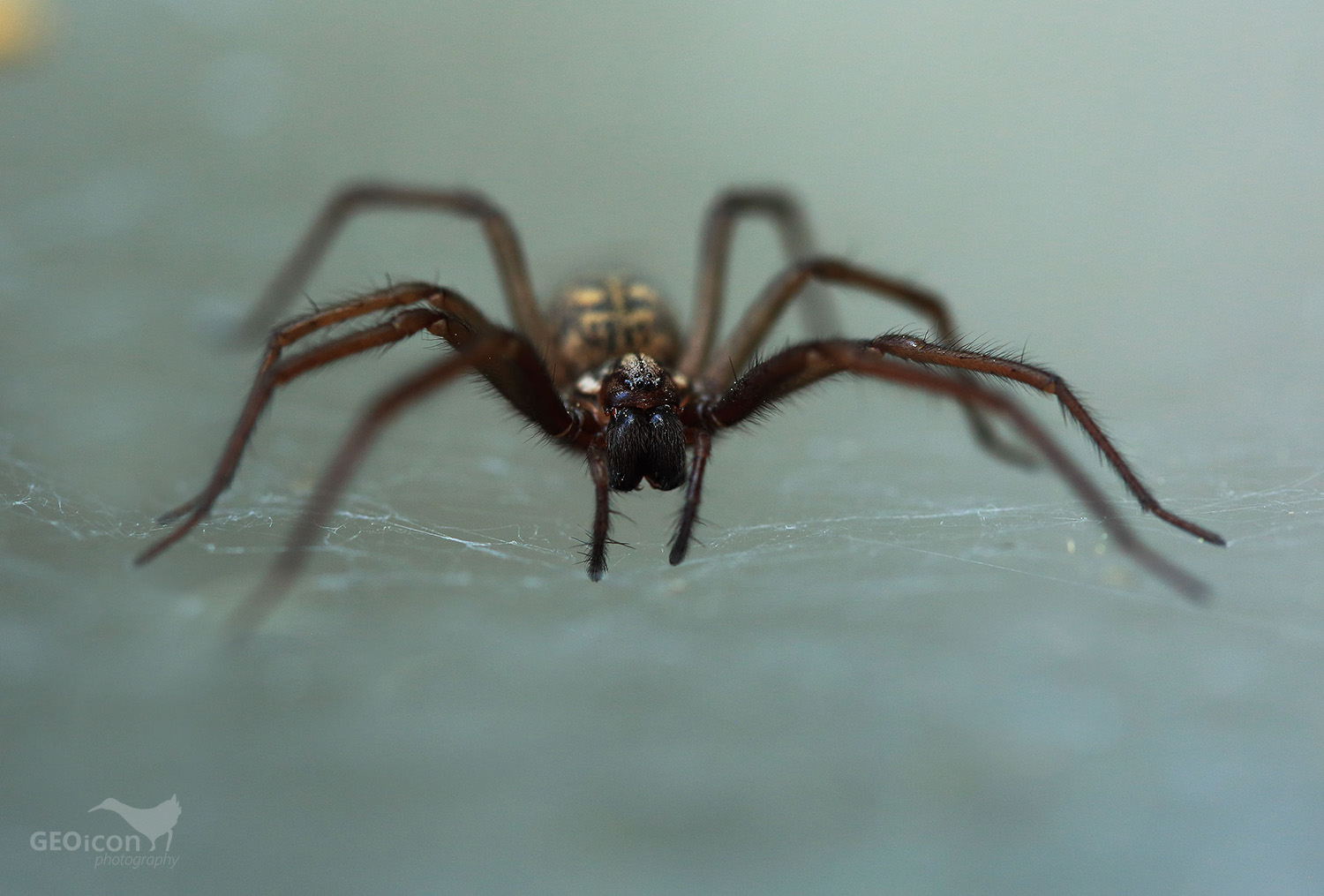Hobo spider / pokoutník tmavý (Eretigena atrica)