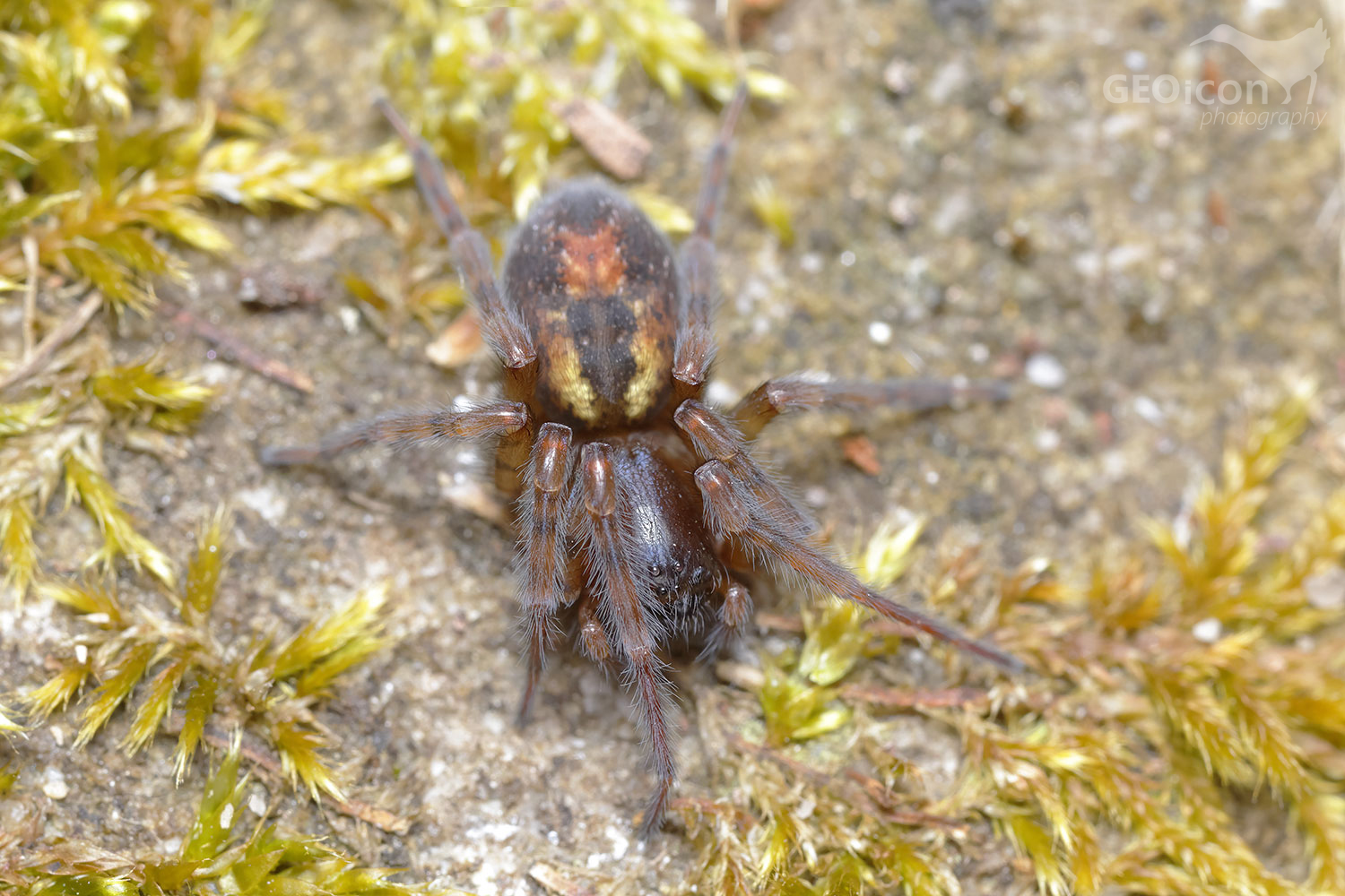 Amaurobius fenestralis / cedivka podkorní