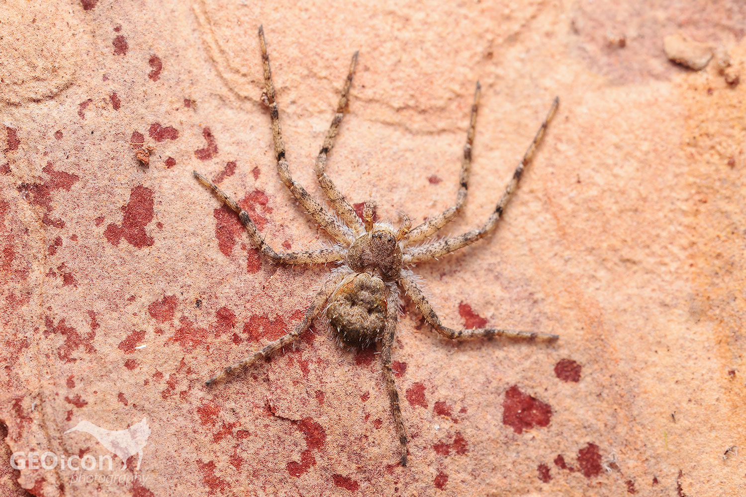 Philodromus margaritatus