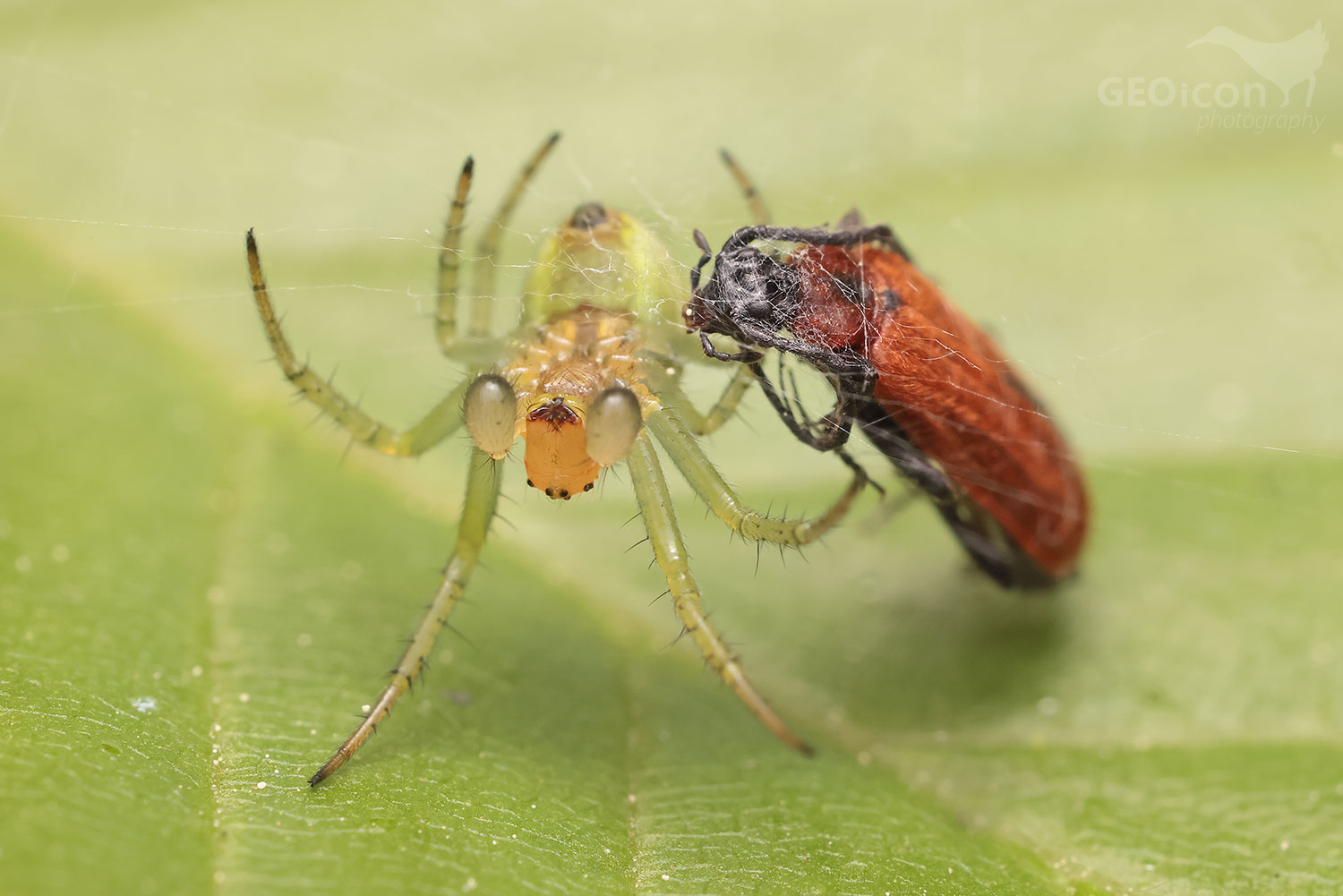 Araniella opisthographa / křižák dubový