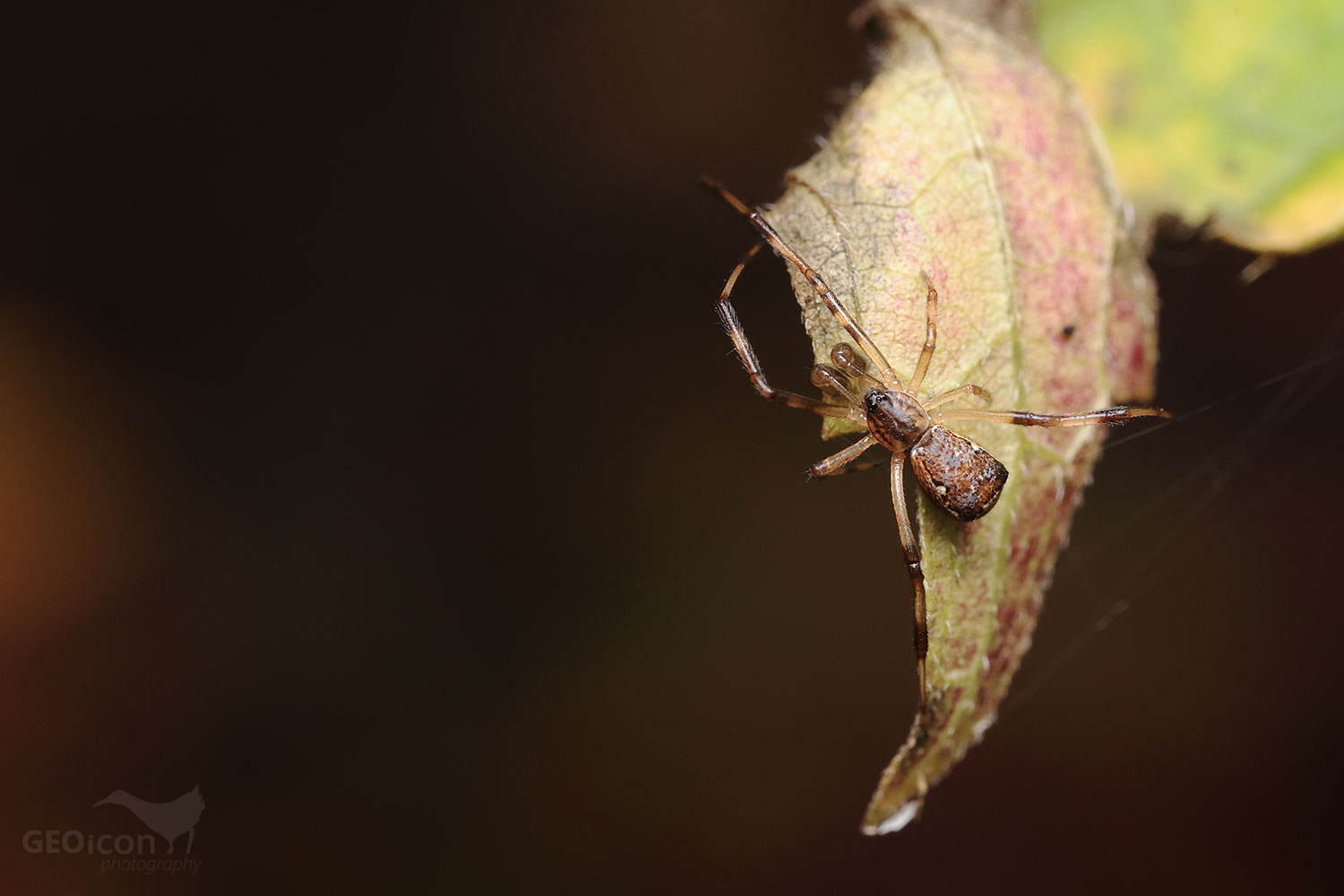 Spider sp. / snovačka hranatá (Episinus angulatus)