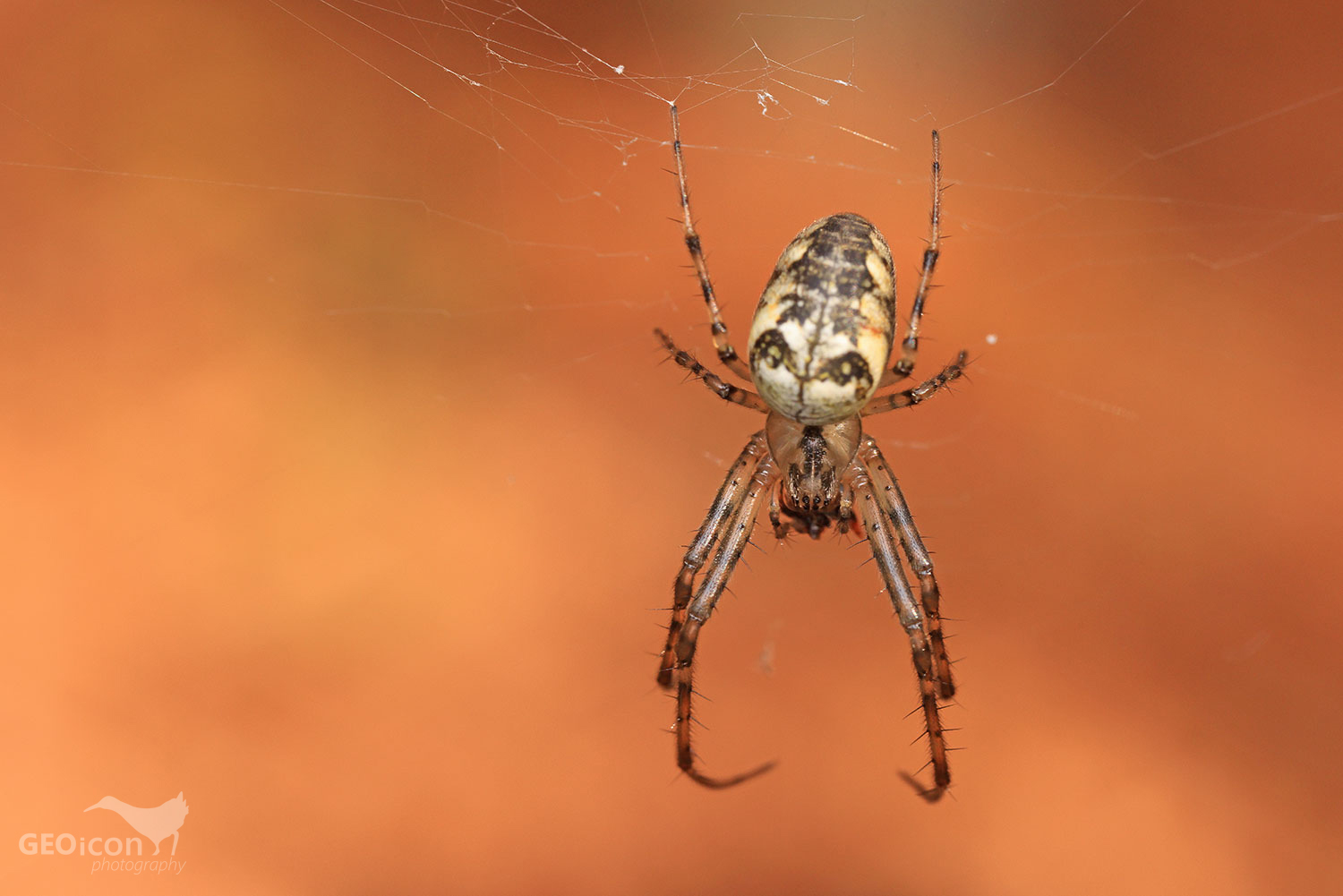 Spider sp. / meta podzimní (Metellina segmentata)