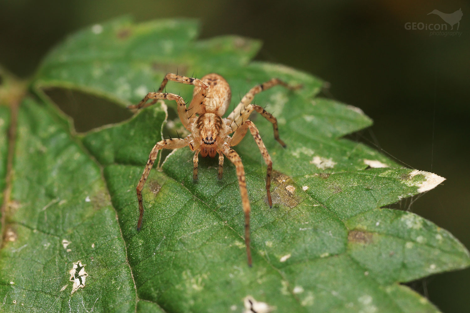 Spider sp. / šplhalka keřová (Anyphaena accentuata)