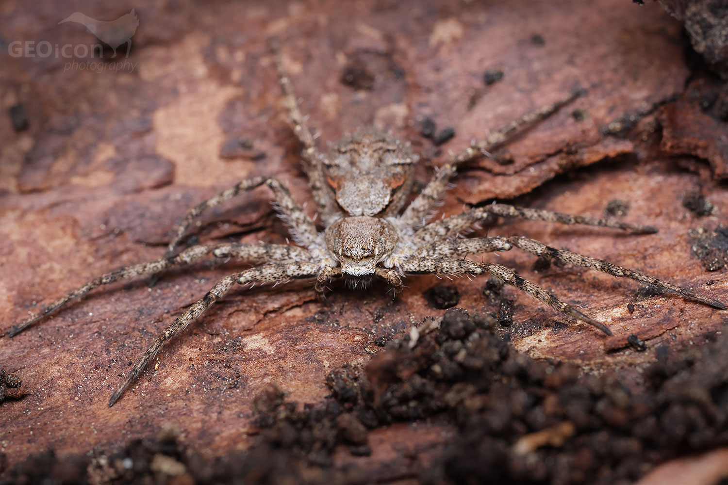 Philodromus cespitum / listovník obecný