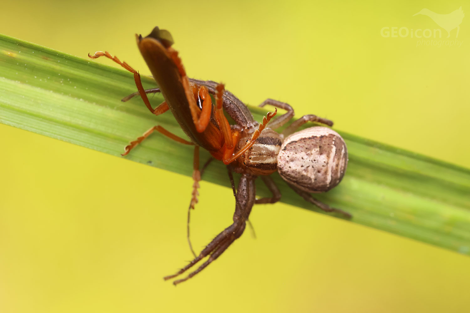 Xysticus ulmi