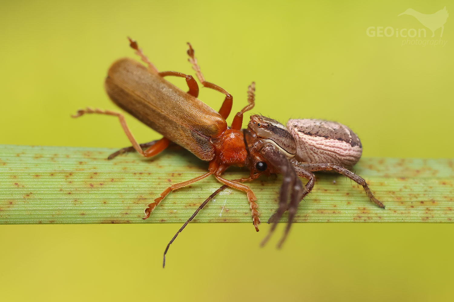 Xysticus ulmi