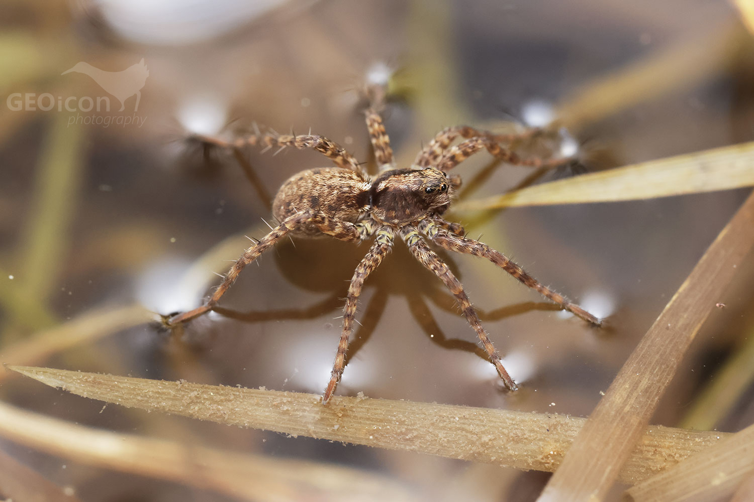 Pardosa lugubris / slíďák hajní