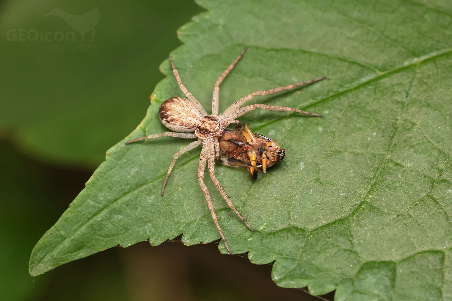 Philodromus dispar female / listovník rozličný samice