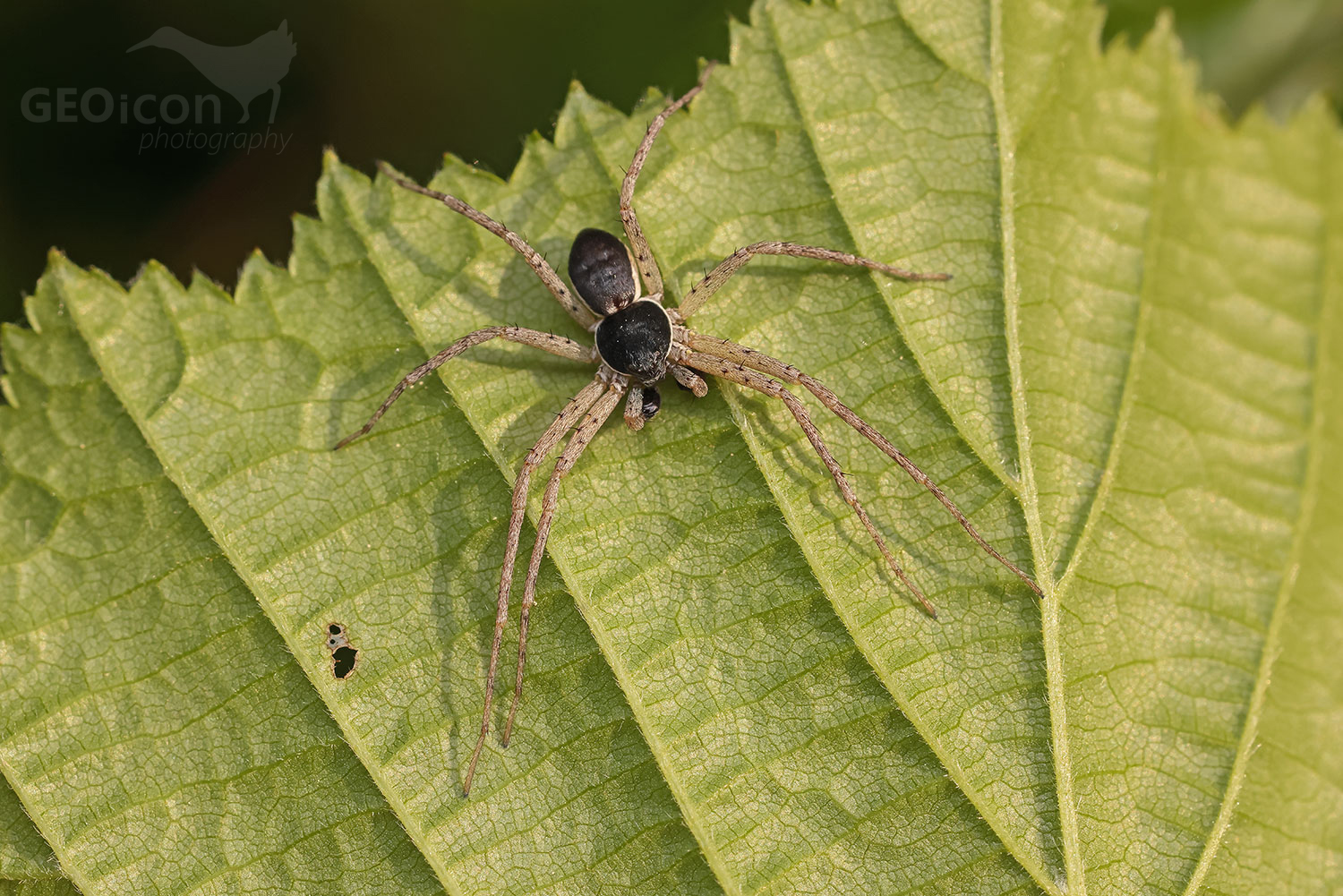 Philodromus dispar male / listovník rozličný samec