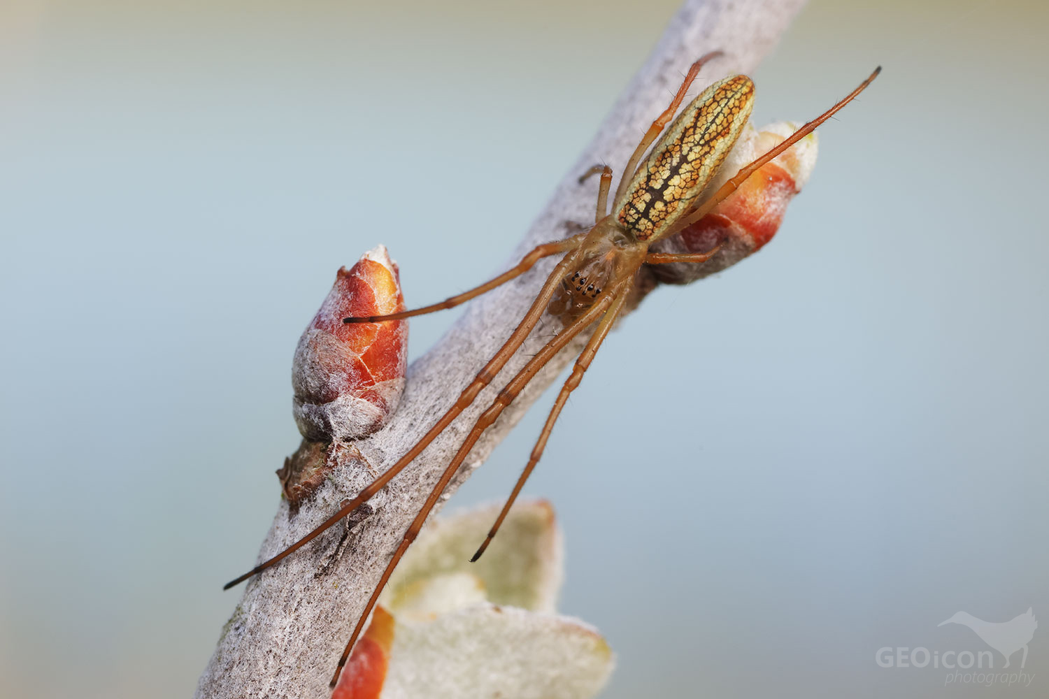 Tetragnatha extensa / čelistnatku rákosní