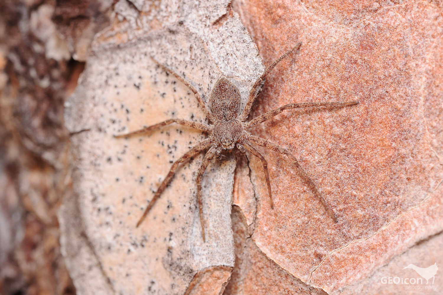 Philodromus fuscomarginatus / listovník podkorní