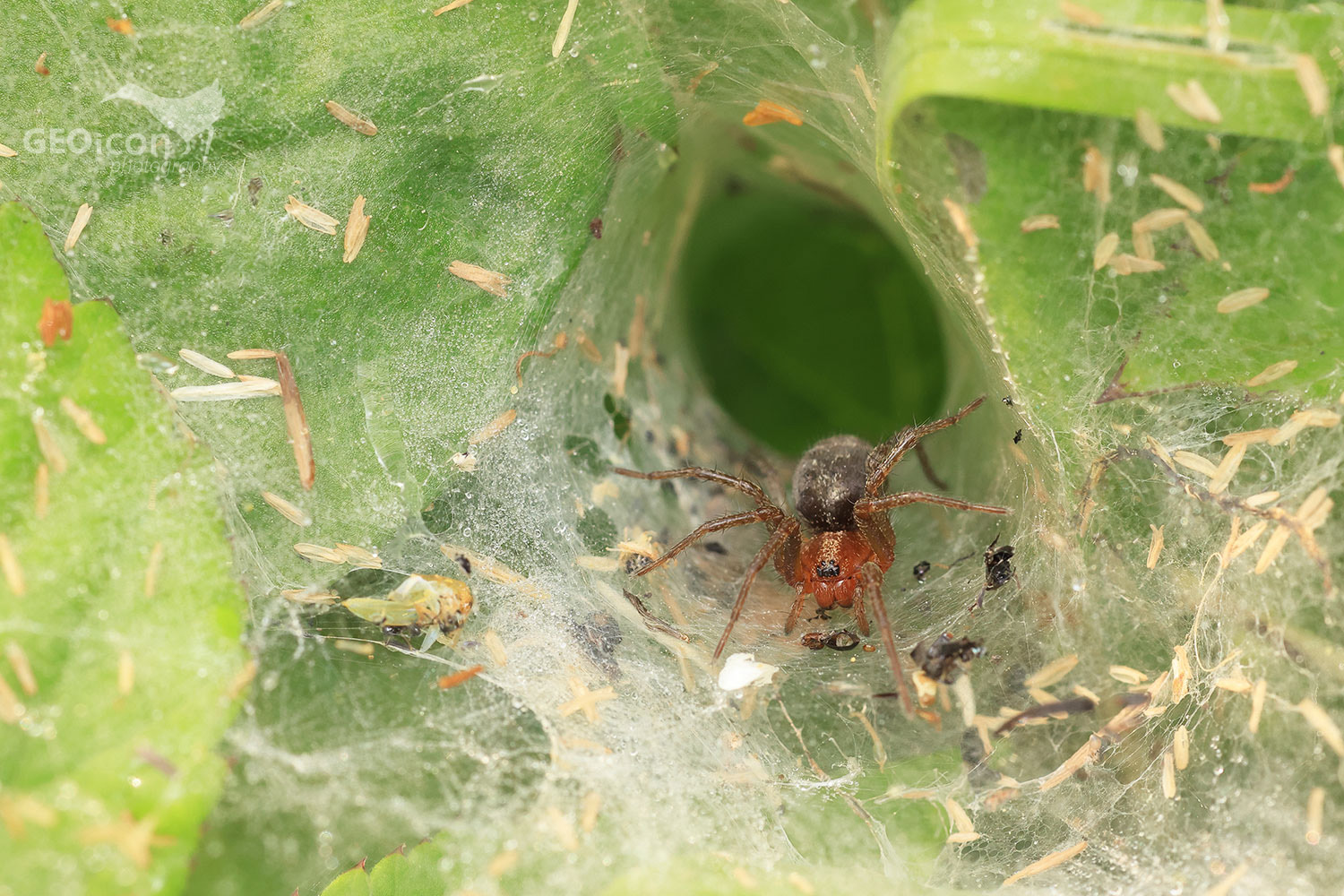 Pokoutník nálevkovitý (Agelena labyrinthica)