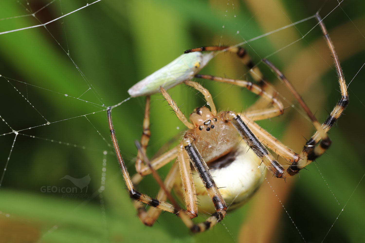 Spider sp. / meta podzimní (Metellina segmentata)