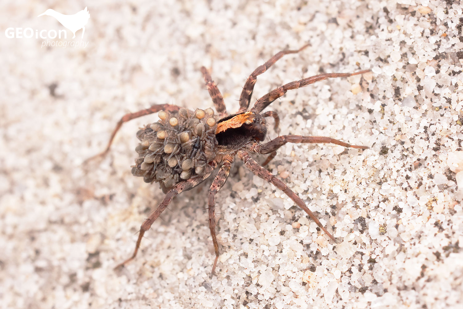 Xerolycosa cf. nemoralis / slíďák světlinový