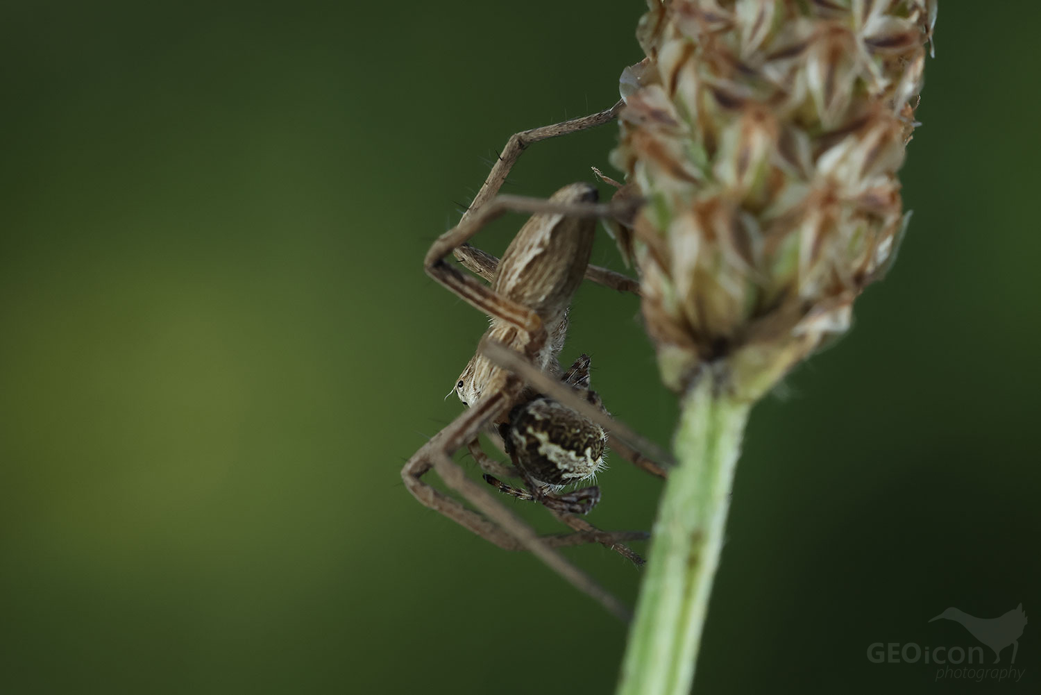 Spider sp. / lovčík hajní (Pisaura mirabilis)