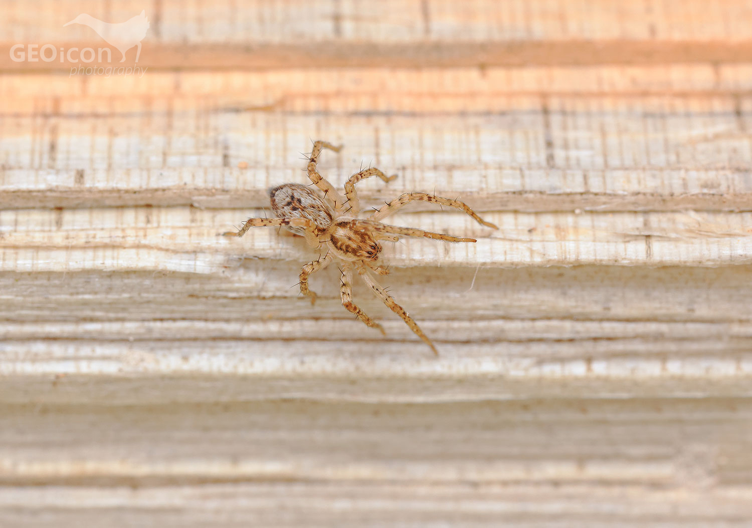 Spider sp. / šplhalka keřová (Anyphaena accentuata)