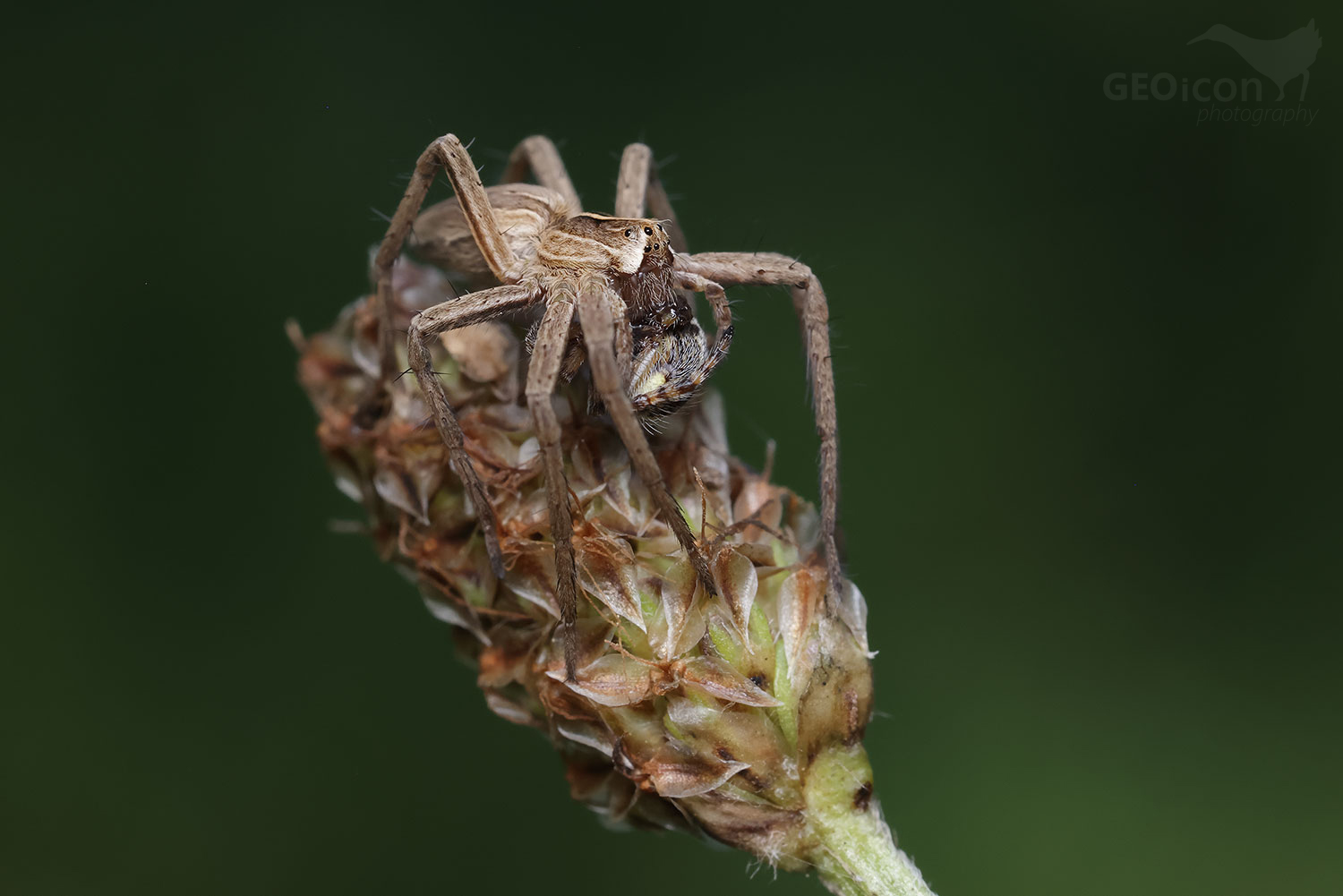 Spider sp. / lovčík hajní (Pisaura mirabilis)